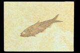 Fossil Fish (Knightia) - Green River Formation #122897-1